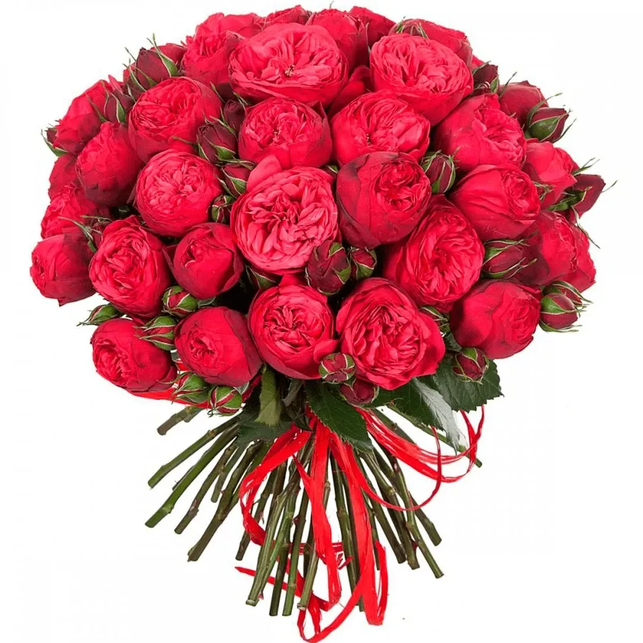 Розы Пионовидные красные